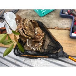 🐝【豊田市三軒町】小学校前の駐車場でスズメバチ駆除｜緊急対応・安全第一！の画像2