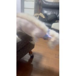 新年　明けましておめでとう御座いますの画像2