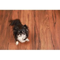 【お知らせ】ペットリフォーム事業を新たに開設いたしましたの画像2