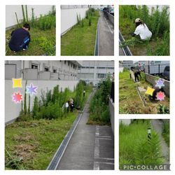 🌿**本日も草むしってます**🌿の画像1