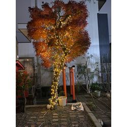 マジシャンカンジ東京大井にてマジックショーの画像3