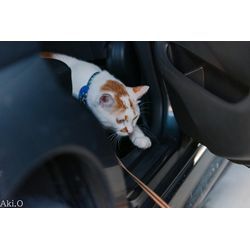 メンズにゃんこちゃんの画像3