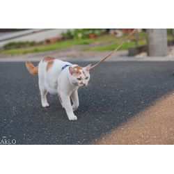 メンズにゃんこちゃんの画像1