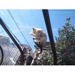 カーポートポリカ張り替えの画像3