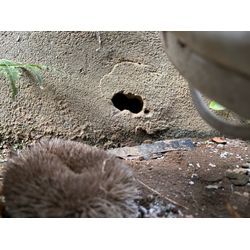 市川市ネズミ駆除の画像1