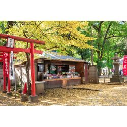 今日は雑司ヶ谷の鬼子母神で七五三の撮影でしたの画像1