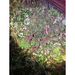 剪定作業、ゴミ捨て | 広島県山口県で庭木の剪定は塩田剪庭園の画像1