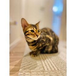 笑ってくれた猫ちゃんの画像3