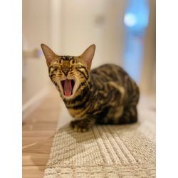 笑ってくれた猫ちゃんの画像1