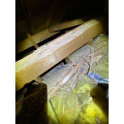 熊本県　玉名市　シロアリ駆除の画像1