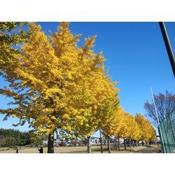 秋も深まって来ました！〜群馬高崎の植木屋ゆうさんオヤジのショートブログ〜の画像2