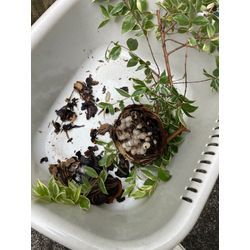 よくあるパターン②(木や草の中)の画像3