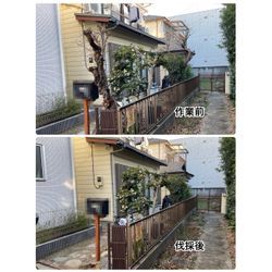 世田谷区で庭木2本の伐採を行いました（倒木・越境の不安解消）の画像1