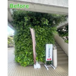 6メートルの立派なウバメガシを剪定しました！の画像1