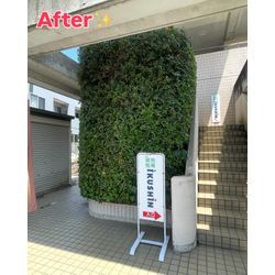 6メートルの立派なウバメガシを剪定しました！の画像2