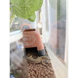 お客様宅のカナヘビちゃんとうれしいプレゼントの画像3