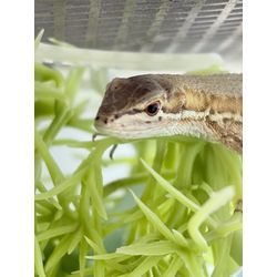 お客様宅のカナヘビちゃんとうれしいプレゼントの画像2