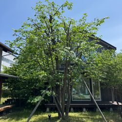 山桜剪定の画像2