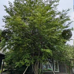 山桜剪定の画像1