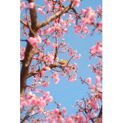 早くも桜が開花してきています🌸の画像2