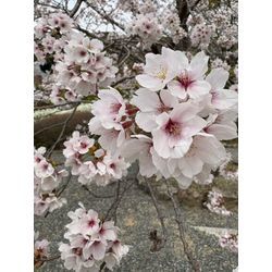 4月　出会いと別れ→新しい時代に突入の画像2