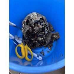 佐賀市　スズメバチ　駆除の画像3