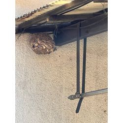 佐賀市　スズメバチ　駆除の画像1