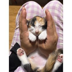 保護猫　その後… （ちょっと可愛い画像あり）の画像1