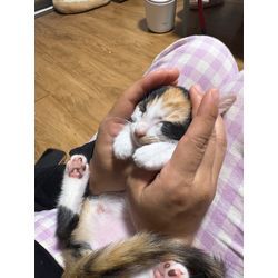 保護猫　その後… （ちょっと可愛い画像あり）の画像2