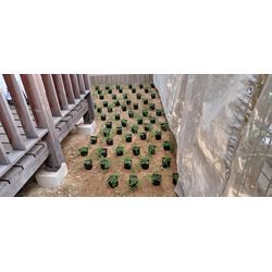 雑草対策のタイム植栽の画像2