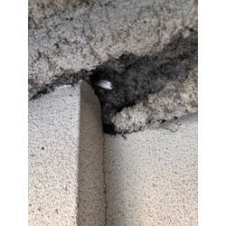 鎌倉市ネズミ駆除の画像1