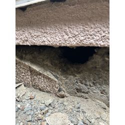 杉並区鼠駆除の画像1