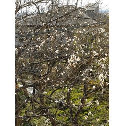 春の息吹の画像1