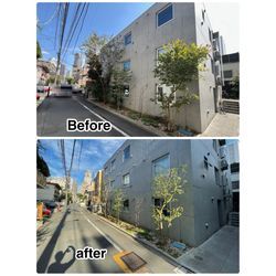 新宿区で剪定作業の画像1