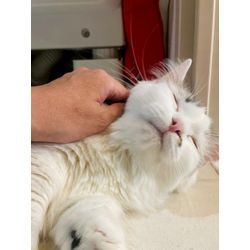 はじめましての猫ちゃん　可愛いの画像1