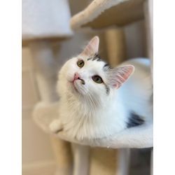 はじめましての猫ちゃん　可愛いの画像3