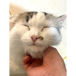 はじめましての猫ちゃん　可愛いの画像2