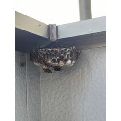 アシナガバチ　駆除　熊本市中央区の画像1