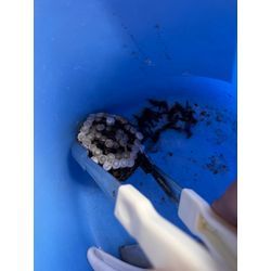 アシナガバチ　駆除　熊本市中央区の画像2