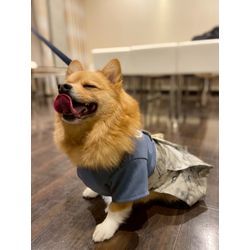 可愛い2頭のリングドッグの画像3