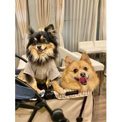 可愛い2頭のリングドッグの画像1