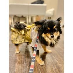 可愛い2頭のリングドッグの画像2