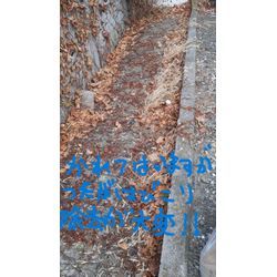 除草剤を撒かれた駐車場の草刈りでした。の画像1