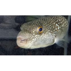 我が家の小さな水槽‼️の画像2