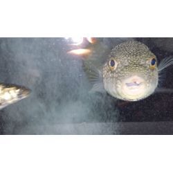 我が家の小さな水槽‼️の画像1