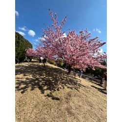 OPNEして1カ月が経ちました。の画像1