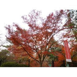 明日はあちこち飛んで剪定します！ | 広島県山口県で庭木の剪定は塩田剪庭園の画像1