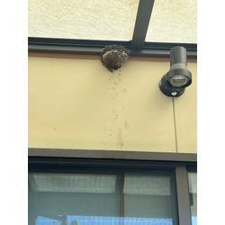 熊本県　菊陽町　アシナガバチ　駆除の画像1