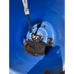 熊本県　菊陽町　アシナガバチ　駆除の画像3