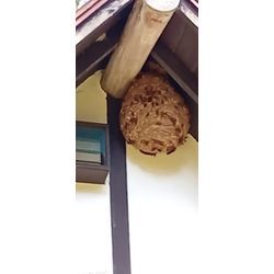 そろそろ落ち着いてきました…が！の画像2